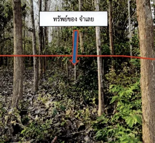 รูปทรัพย์ 2