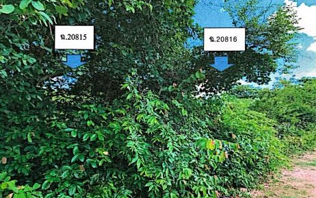 ขายทอดตลาด ที่ดินว่างเปล่า ต.นิเวศน์ อ.ธวัชบุรี จ.ร้อยเอ็ด