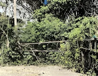 รูปทรัพย์ 2