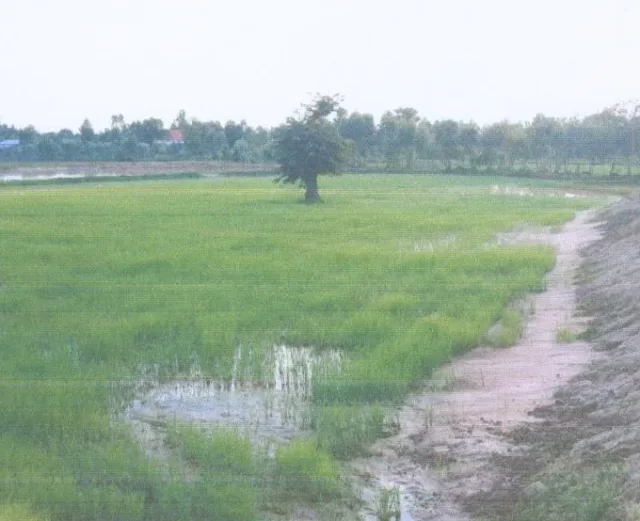 ขายทอดตลาด ที่ดินว่างเปล่า ต.บ่อพันขัน อ.สุวรรณภูมิ จ.ร้อยเอ็ด