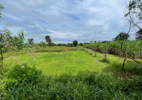 ขายทอดตลาด ที่ดินว่างเปล่า ต.หนองแก อ.พระพุทธบาท จ.สระบุรี