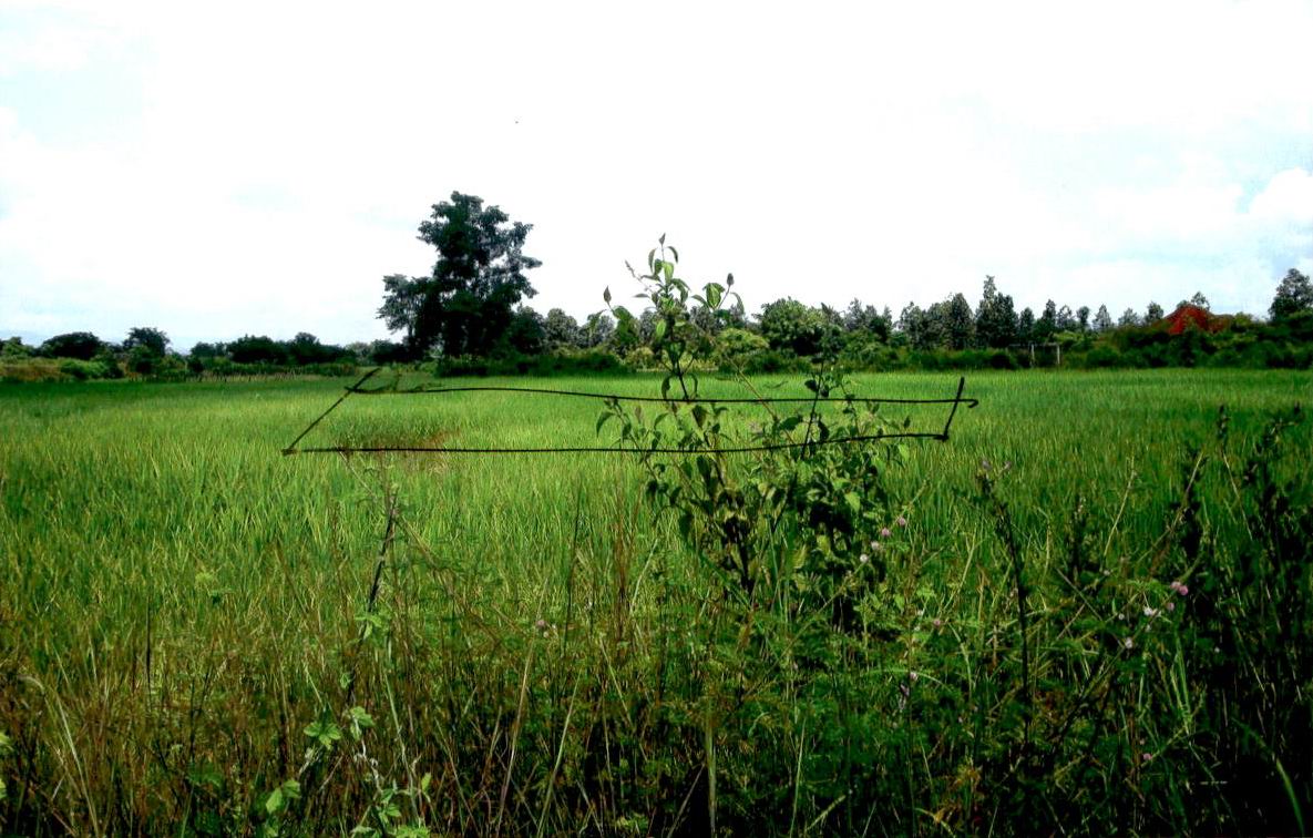 ขายทอดตลาด ที่ดินว่างเปล่า จ.ลำปาง
