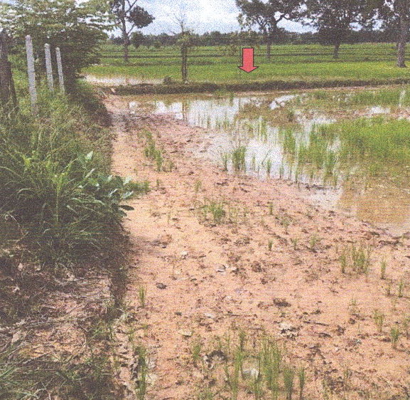 ขายทอดตลาด ที่ดินพร้อมสิ่งปลูกสร้าง ต.นิเวศน์ อ.ธวัชบุรี จ.ร้อยเอ็ด