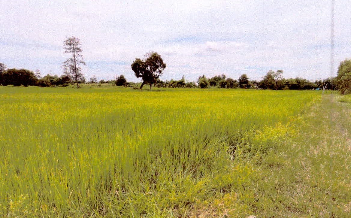ขายทอดตลาด ที่ดินว่างเปล่า ต.(บุสูง)ศรีสำราญ อ.(เมืองศรีสะเกษ)วังหิน จ.ศรีสะเกษ