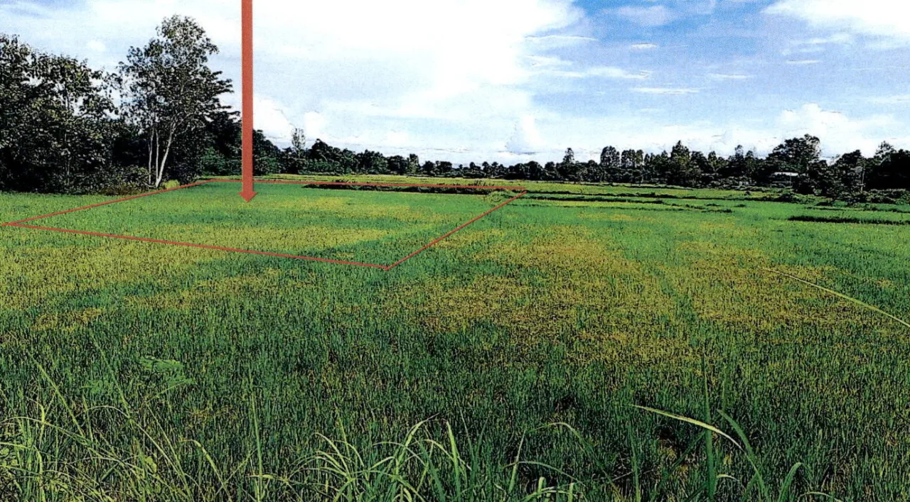 ขายทอดตลาด ที่ดินว่างเปล่า ต.ลำปางหลวง อ.เกาะคา จ.ลำปาง