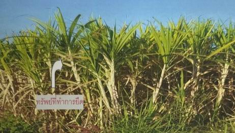 ขายทอดตลาด ที่ดินว่างเปล่า ต.หนองใหญ่ อ.หนองกุงศรี จ.กาฬสินธุ์