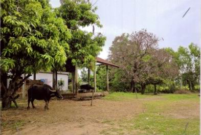 ขายทอดตลาด ที่ดินว่างเปล่า ต.โหรา อ.อาจสามารถ จ.ร้อยเอ็ด