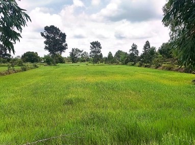 ขายทอดตลาด ที่ดินว่างเปล่า จ.ศรีสะเกษ