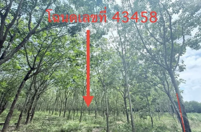 ขายทอดตลาด ที่ดินพร้อมสิ่งปลูกสร้าง ต.ภูเงิน อ.เสลภูมิ จ.ร้อยเอ็ด