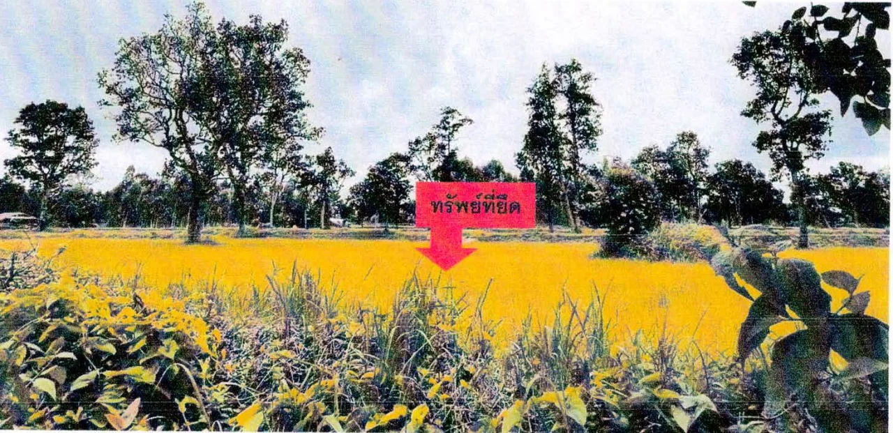 ขายทอดตลาด ที่ดินว่างเปล่า ต.คำเนียม อ.กันทรารมย์ จ.ศรีสะเกษ