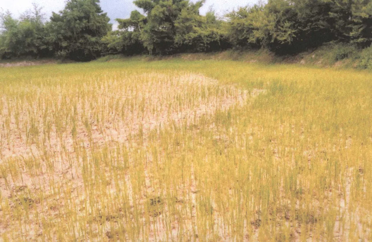 ขายทอดตลาด ที่ดินว่างเปล่า ต.น้ำคำ อ.สุวรรณภูมิ จ.ร้อยเอ็ด
