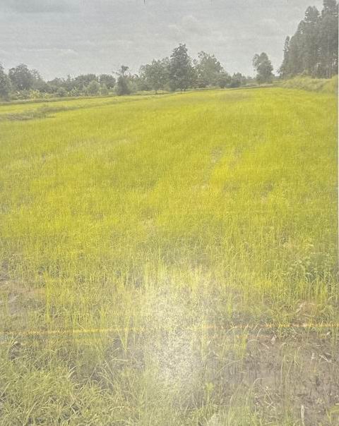 ขายทอดตลาด ที่ดินว่างเปล่า ต.หนองกุงศรี อ.หนองกุงศรี จ.กาฬสินธุ์