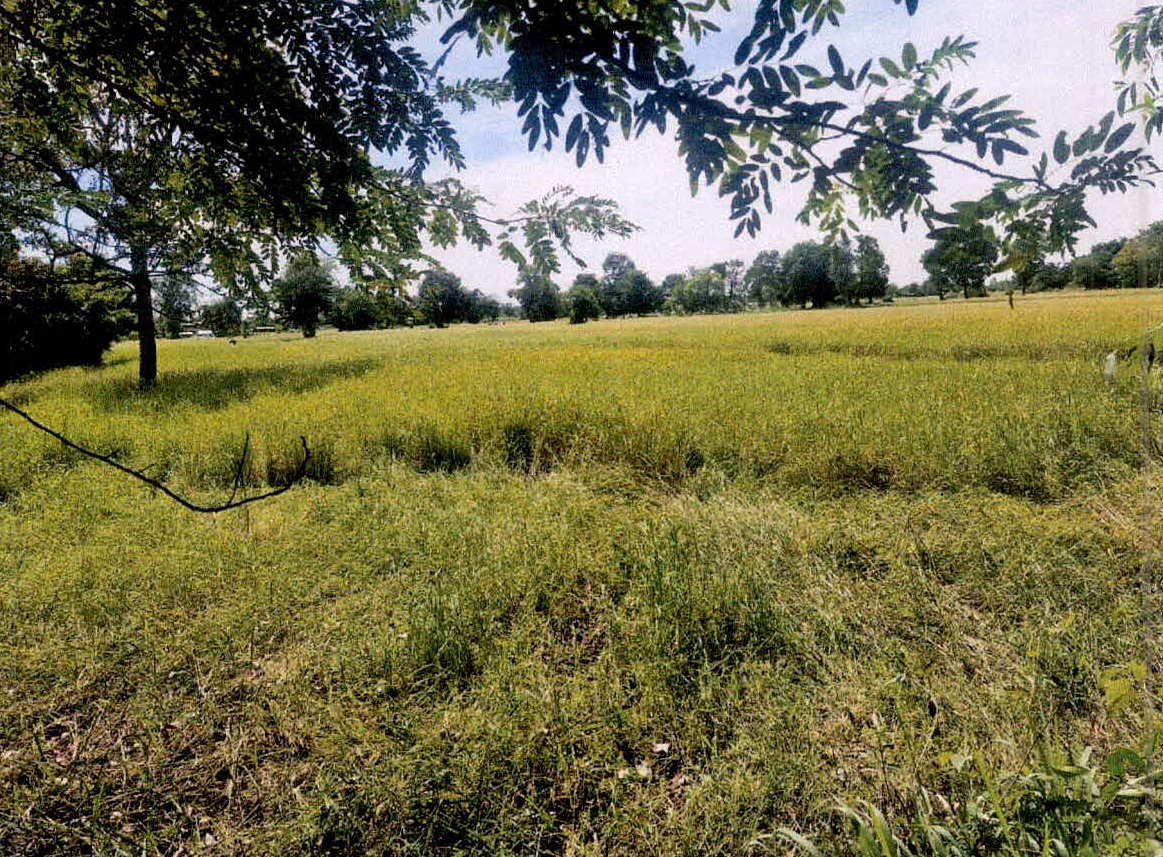 ขายทอดตลาด ที่ดินว่างเปล่า จ.ศรีสะเกษ
