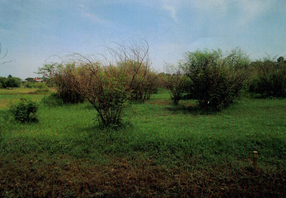 ขายทอดตลาด ที่ดินว่างเปล่า ต.รอบเมือง อ.เมืองร้อยเอ็ด จ.ร้อยเอ็ด