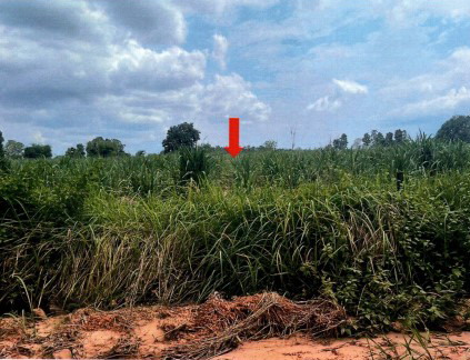 ขายทอดตลาด ที่ดินว่างเปล่า ต.ภูสิงห์ อ.สหัสขันธ์ จ.กาฬสินธุ์
