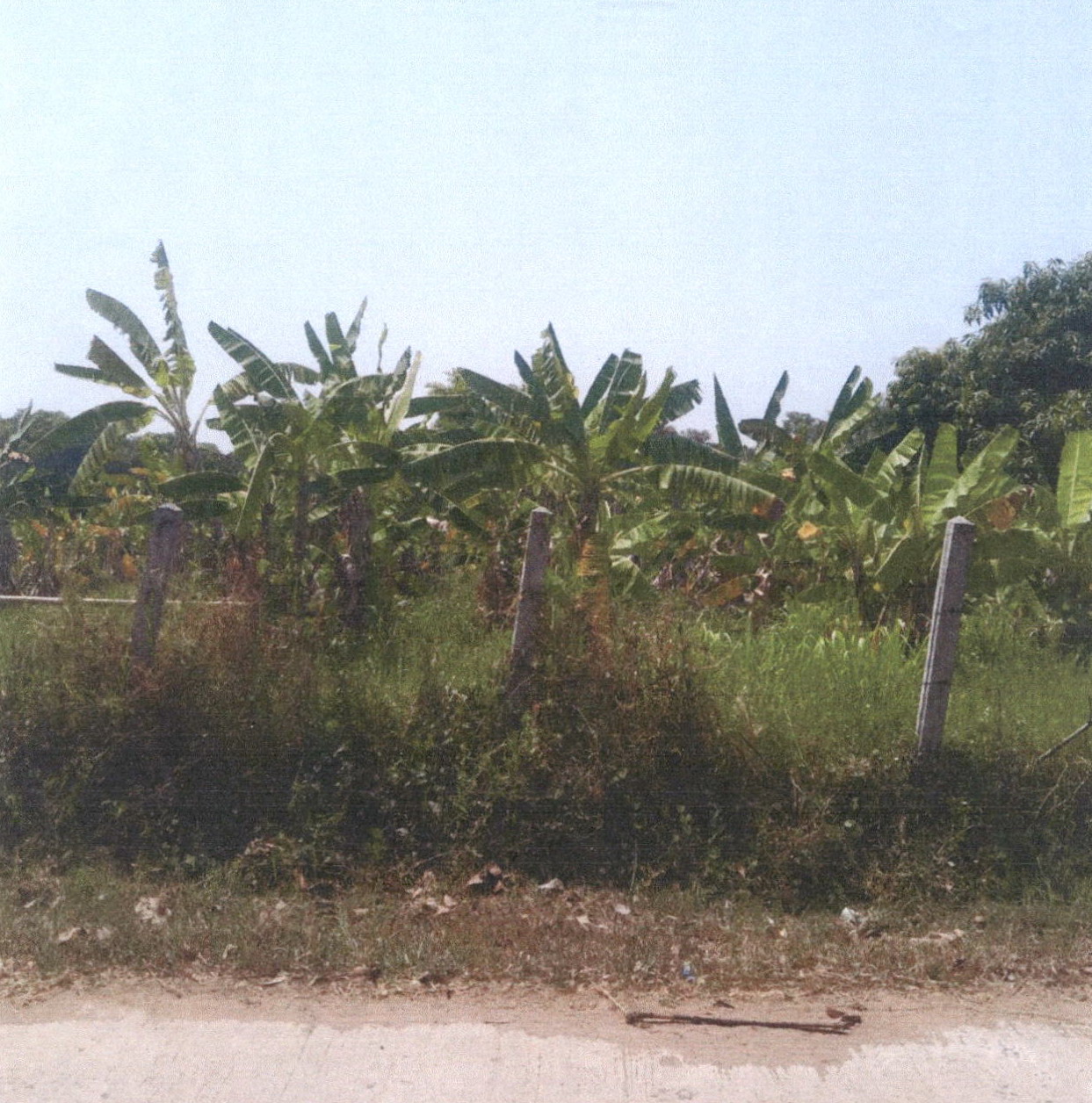 ขายทอดตลาด ที่ดินว่างเปล่า ต.ฆ้องชัยพัฒนา อ.ฆ้องชัย จ.กาฬสินธุ์