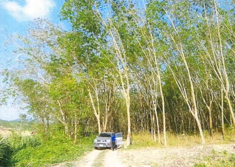 ขายทอดตลาด ที่ดินว่างเปล่า ต.กะเฉด อ.เมืองระยอง จ.ระยอง