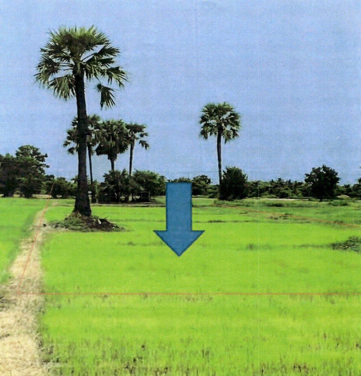 ขายทอดตลาด ที่ดินว่างเปล่า ต.แม่ทะ อ.แม่ทะ จ.ลำปาง