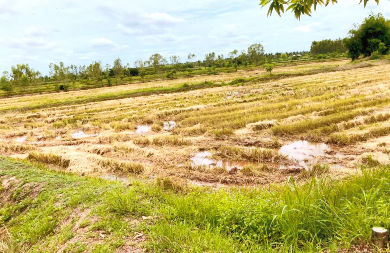 ขายทอดตลาด ที่ดินว่างเปล่า ต.หน่อม อ.อาจสามารถ จ.ร้อยเอ็ด