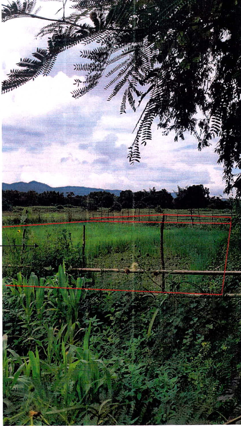 ขายทอดตลาด ที่ดินว่างเปล่า ต.จางเหนือ อ.แม่เมาะ จ.ลำปาง