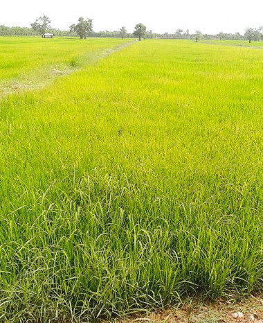 ขายทอดตลาด ที่ดินว่างเปล่า ต.พระธาตุ อ.กิ่งอำเภอเชียงขวัญ จ.ร้อยเอ็ด