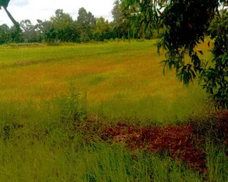 รูปทรัพย์ 2