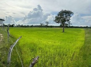 ขายทอดตลาด ที่ดินว่างเปล่า ต.เหล่าหลวง อ.เกษตรวิสัย จ.ร้อยเอ็ด