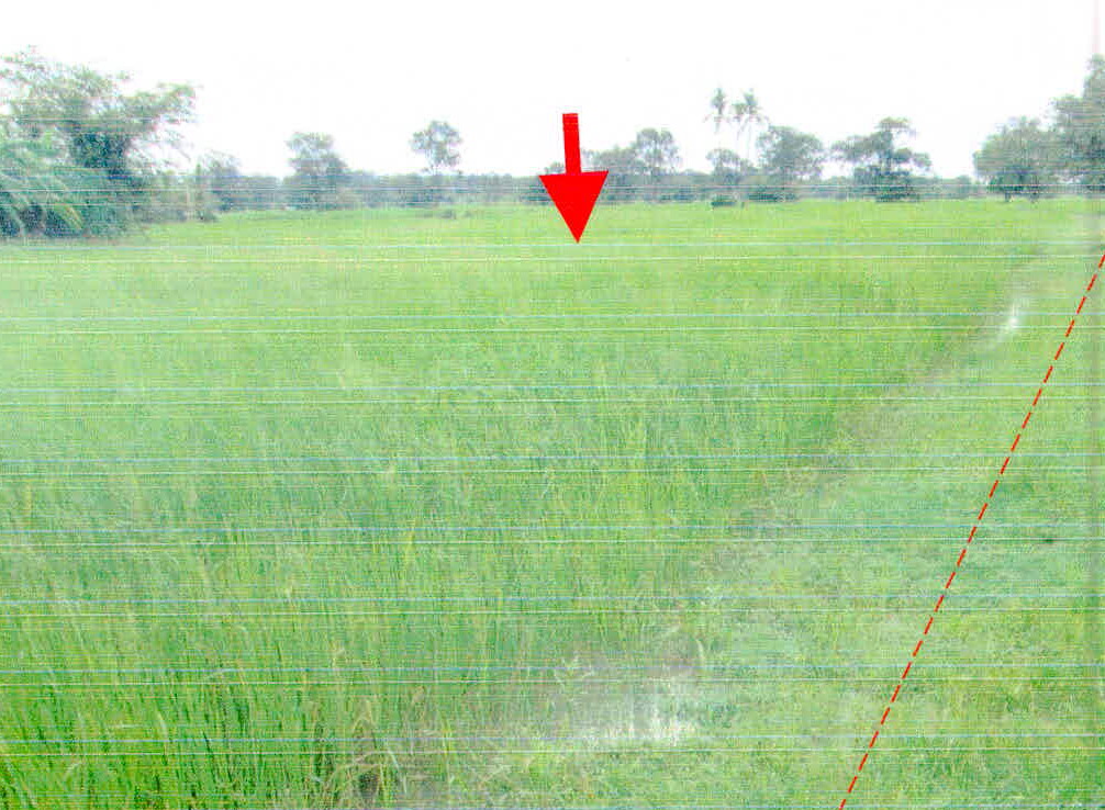 ขายทอดตลาด ที่ดินว่างเปล่า จ.ศรีสะเกษ