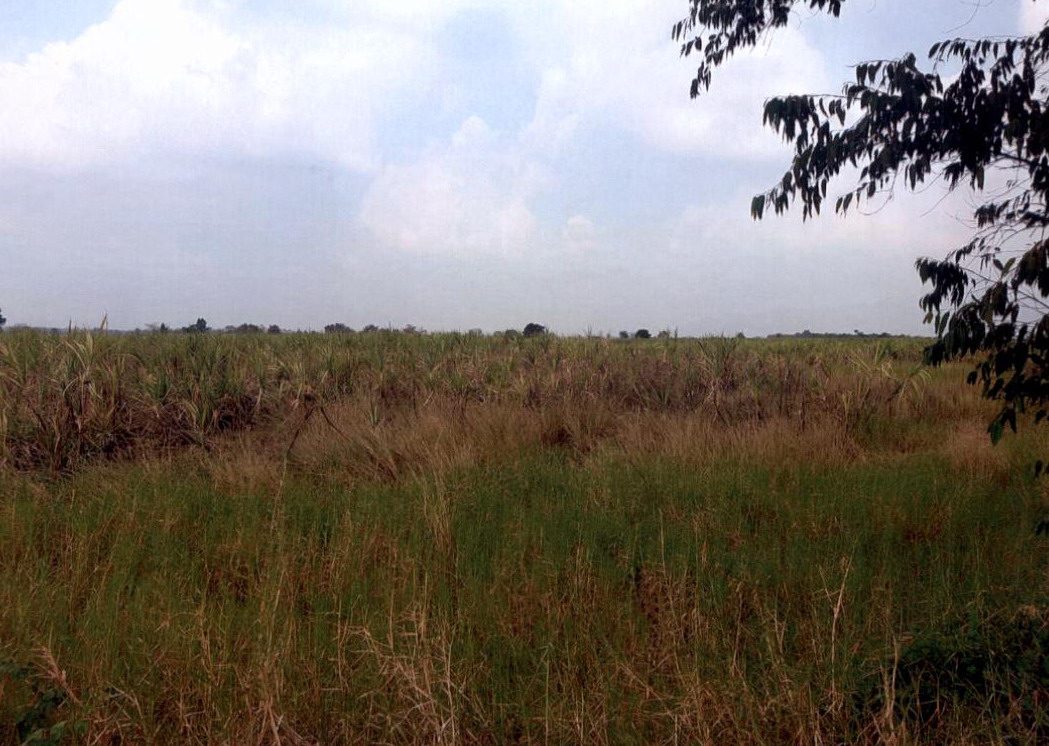 ขายทอดตลาด ที่ดินว่างเปล่า ต.เกาะแก้ว อ.โคกสำโรง จ.ลพบุรี