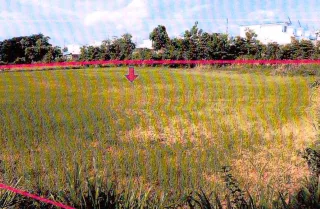 รูปทรัพย์ 1