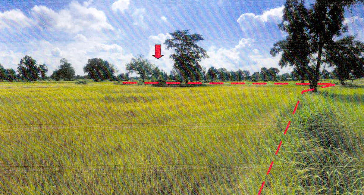 ขายทอดตลาด ที่ดินว่างเปล่า ต.ซำ อ.เมืองศรีสะเกษ จ.ศรีสะเกษ