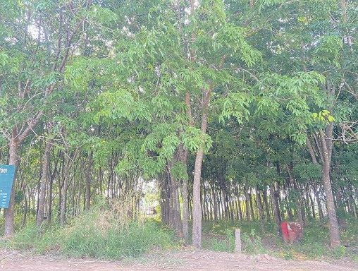 ขายทอดตลาด ที่ดินว่างเปล่า ต.สามขา อ.กุฉินารายณ์ จ.กาฬสินธุ์