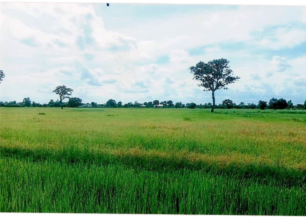ขายทอดตลาด ที่ดินว่างเปล่า ต.ลิ้นฟ้า อ.ยางชุมน้อย จ.ศรีสะเกษ