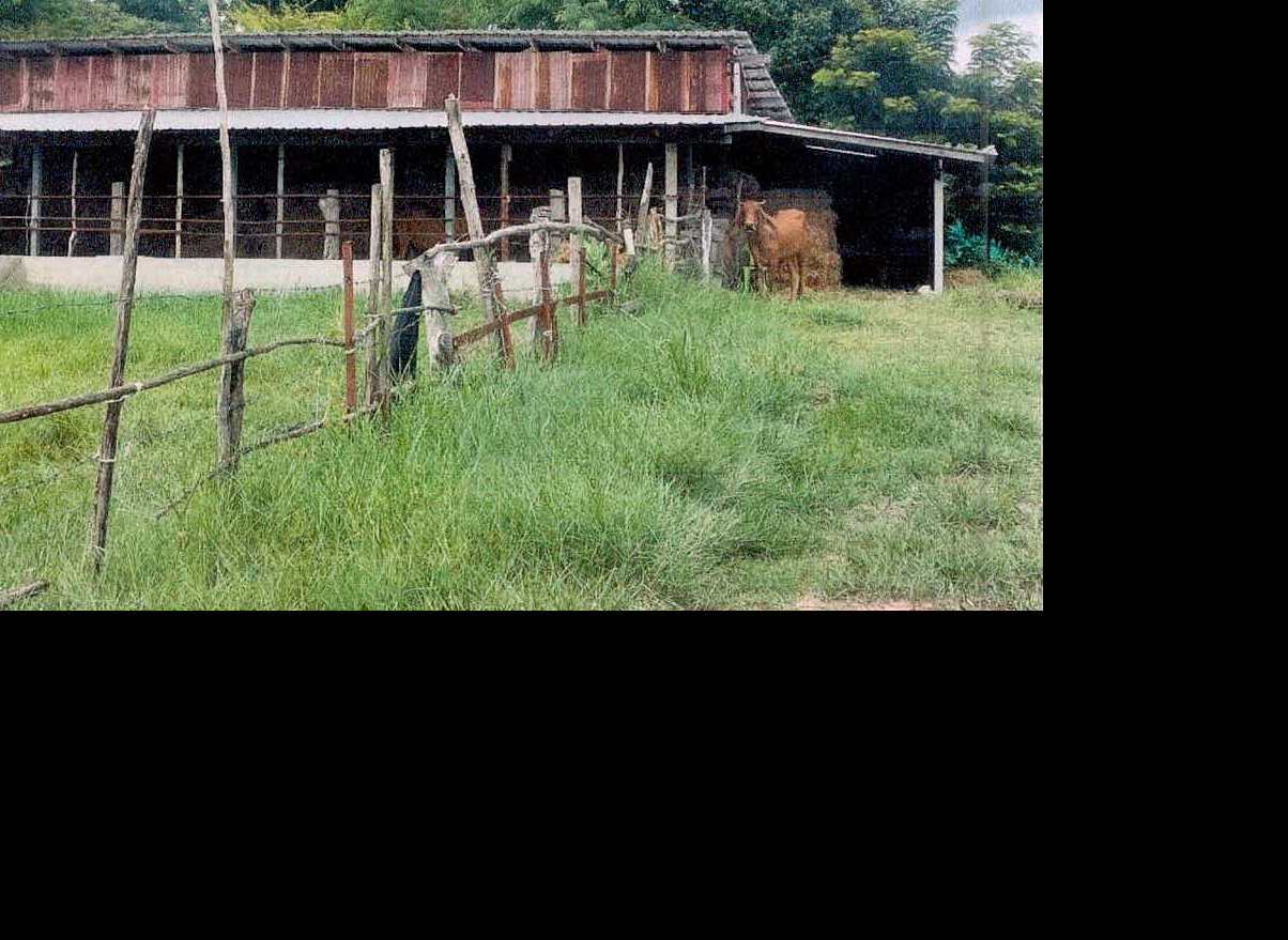ขายทอดตลาด ที่ดินพร้อมสิ่งปลูกสร้าง ต.หนองไผ่ อ.เมืองศรีสะเกษ จ.ศรีสะเกษ