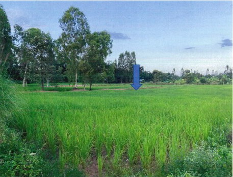 ขายทอดตลาด ที่ดินว่างเปล่า ต.สงเปลือย อ.เขาวง จ.กาฬสินธุ์