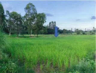 รูปทรัพย์ 1