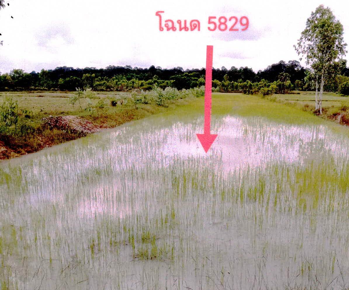 ขายทอดตลาด ที่ดินว่างเปล่า ต.หนองบัว อ.กันทรารมย์ จ.ศรีสะเกษ