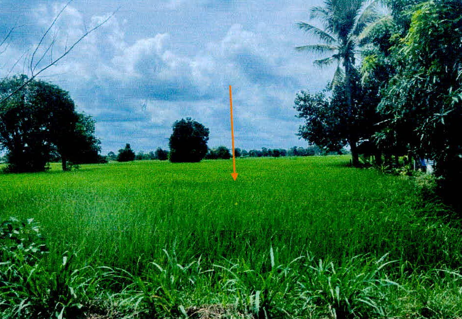 ขายทอดตลาด ที่ดินว่างเปล่า จ.ศรีสะเกษ