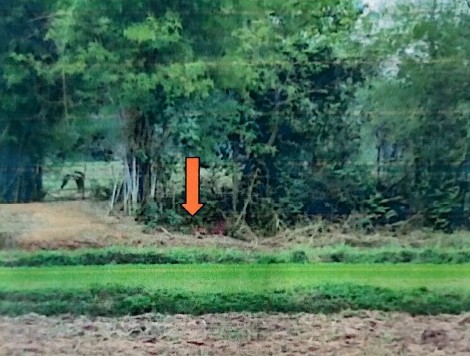 ขายทอดตลาด ที่ดินว่างเปล่า ต.กุง อ.ราษีไศล จ.ศรีสะเกษ