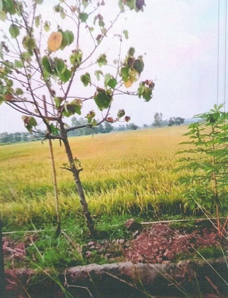 ขายทอดตลาด ที่ดินว่างเปล่า ต.ฆ้องชัยพัฒนา อ.ฆ้องชัย จ.กาฬสินธุ์