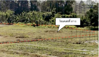รูปทรัพย์ 4