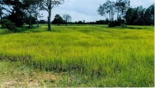 รูปทรัพย์ 2