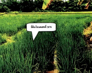 รูปทรัพย์ 2
