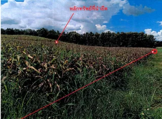 รูปทรัพย์ 2
