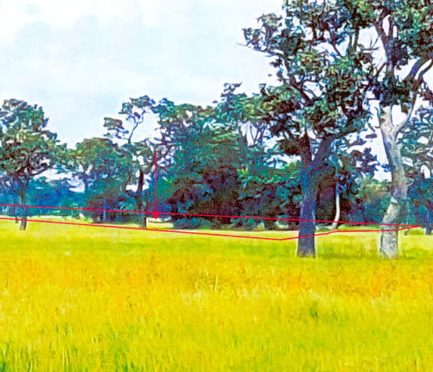 ขายทอดตลาด ที่ดินว่างเปล่า ต.คอนกาม อ.ยางชุมน้อย จ.ศรีสะเกษ