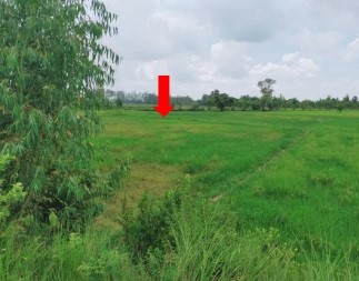 ขายทอดตลาด ที่ดินว่างเปล่า ต.หลักเมือง อ.กมลาไสย จ.กาฬสินธุ์