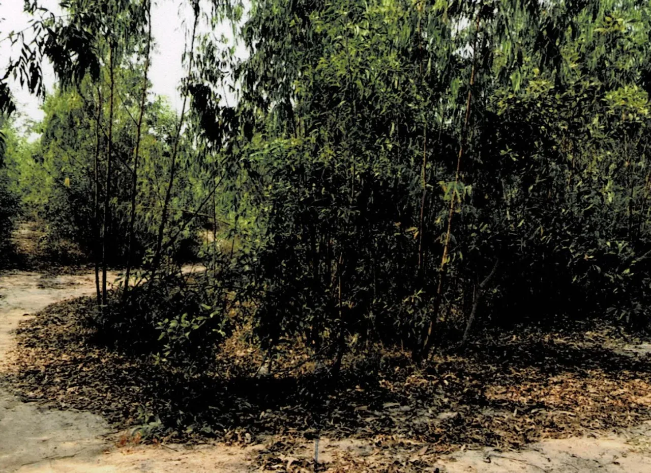 ขายทอดตลาด ที่ดินว่างเปล่า ต.โพธิ์ อ.เมืองศรีสะเกษ จ.ศรีสะเกษ