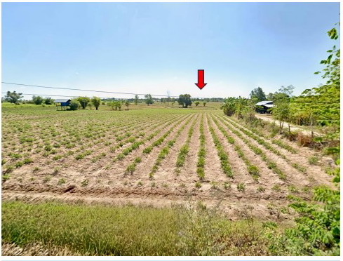 ขายทอดตลาด ที่ดินว่างเปล่า ต.หนองกุงศรี อ.หนองกุงศรี จ.กาฬสินธุ์