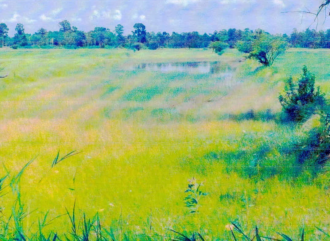 ขายทอดตลาด ที่ดินว่างเปล่า ต.น้ำคำ อ.เมืองศรีสะเกษ จ.ศรีสะเกษ