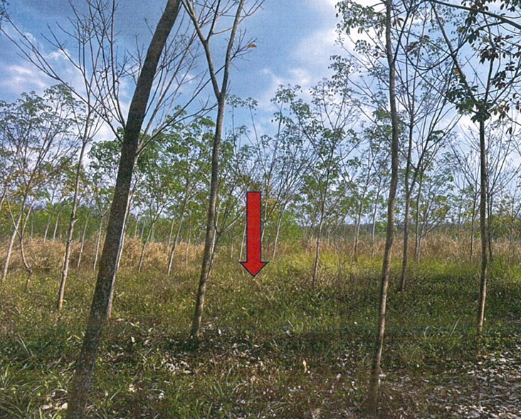 ขายทอดตลาด ที่ดินพร้อมสิ่งปลูกสร้าง ต.หนองบัว อ.บ้านค่าย จ.ระยอง